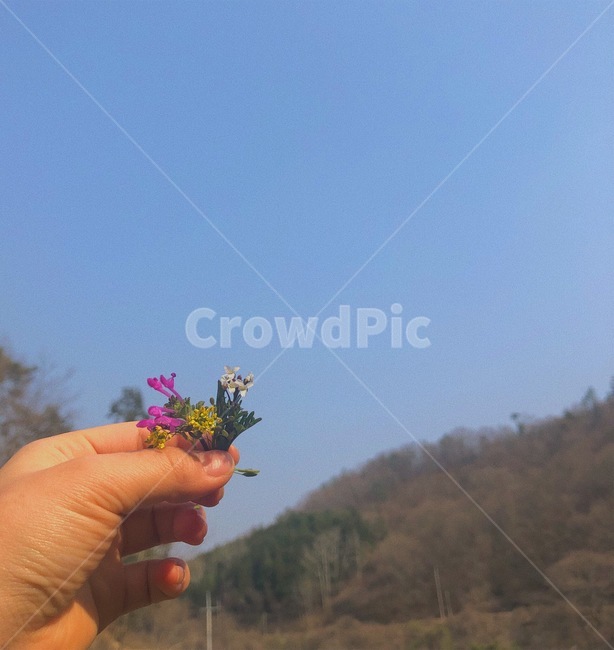 꽃,봄꽃,하늘,손,들꽃,야생화