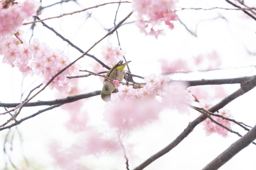 봄,벚꽃,새,조류,자연,봄꽃,핑크,봄,계절,spring,season,식물,자연,plants,nature,꽃,flower,동물,animal,조류,새,birds,blossom,cherry blossom,plant