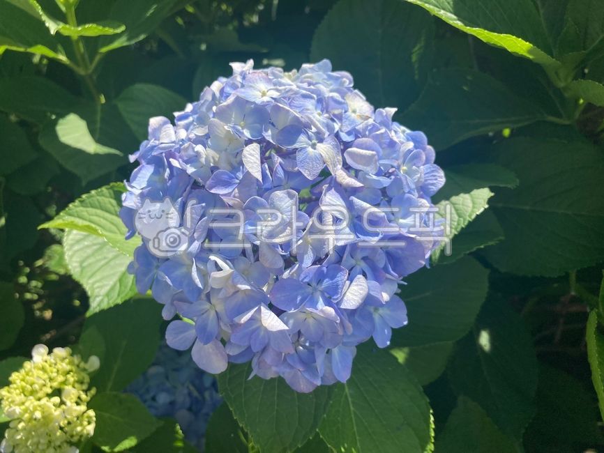 여름꽃,수국,파란색수국,여름,자연