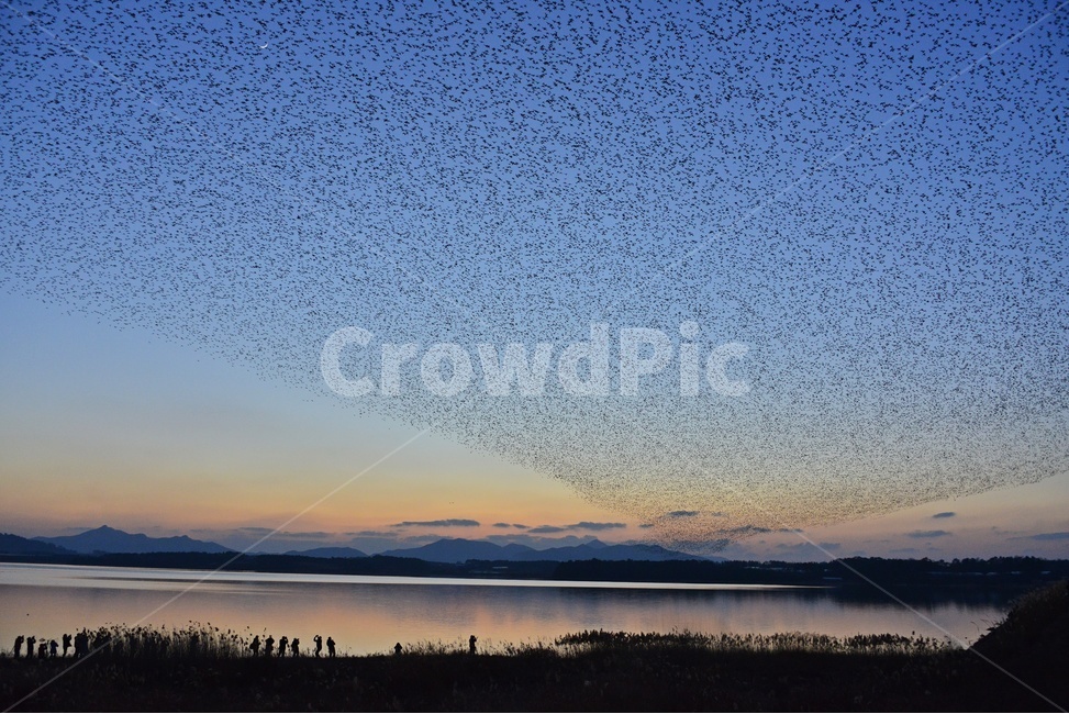 person,사람,human,인간,nature,자연,outdoors,옥외,고창,동림지,가창오리,가창오리군무,군무,황혼,노을