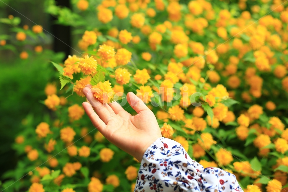 꽃,식물,자연,봄,사람,아름다운,풍경,감성사진,spring,nature,flower,꽃잎,손,여자,여성,노란꽃,노랑,감성,people,human,식물,자연,plants,nature,꽃,flower,사람,인물,인간,human,person,신체일부,몸,body