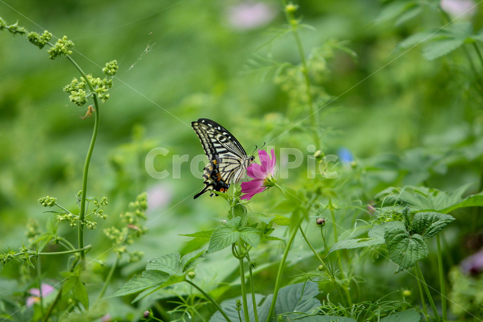 나비,꽃,풍경,호랑나비,flower,동물,animal,곤충,벌레,insect,bug
