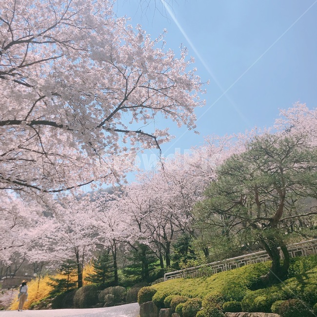 벚꽃,봄,하늘,나무,분홍