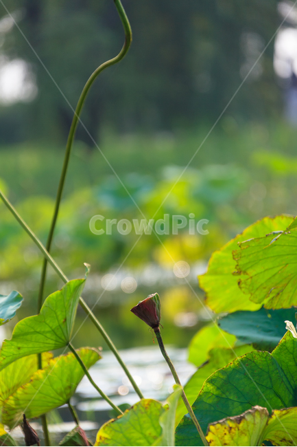 연꽃,연꽃잎,여름,담홍색,꽃,식물,정원,꽃잎,식물,자연,plants,nature