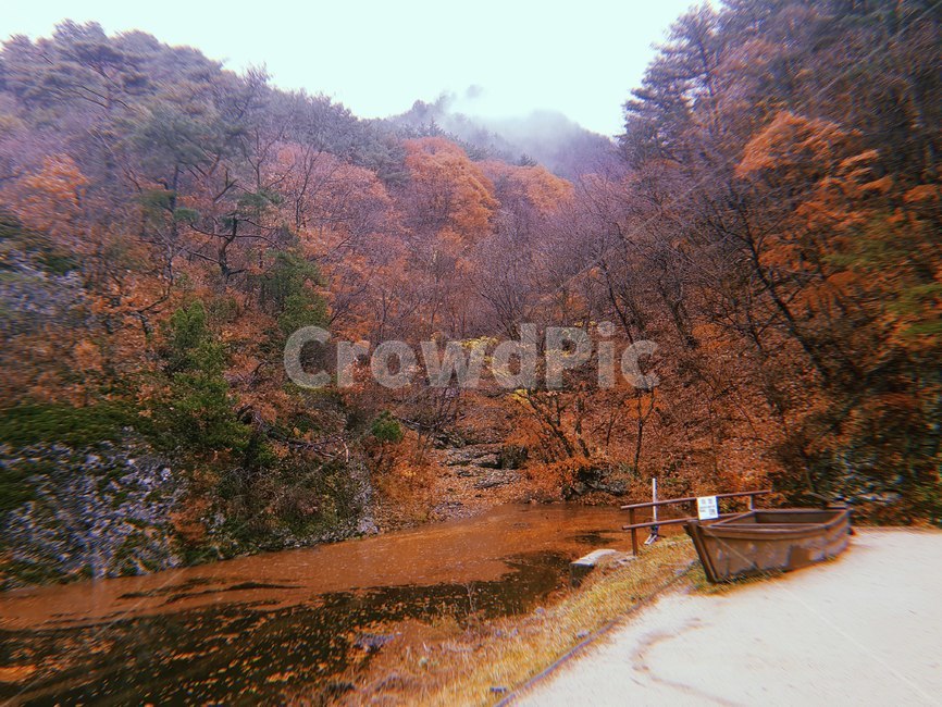 나무,tree,plant,식물,가을,단풍,산,season