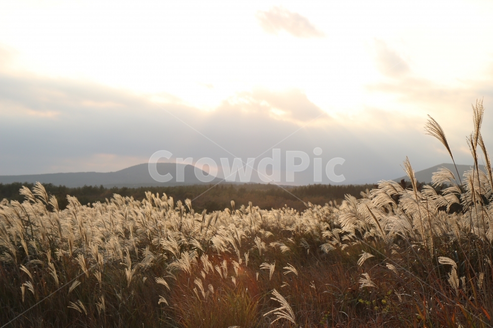 가을,제주도,억새,억새밭,노을,가을,계절,fall,autumn,season,자연,풍경,nature,landscape,한국자연풍경,한국자연경관,korea nature landscape,제주도,jeju,jeju island,grass,잔디,plant,식물,lawn,reed,갈대