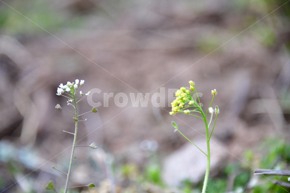 식물,plant,꽃,flower,봄