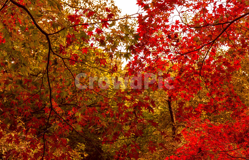 plant,식물,leaf,잎,tree,나무,maple,단풍,가을,계절,가을,계절,fall,autumn,season
