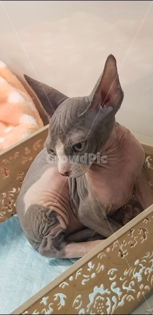 고양이,cat,동물,귀,애완동물,털,동물,animal,포유류,mammal,고양이,cat,kitten,kitty