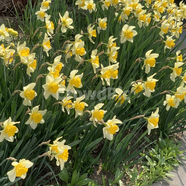 수선화,꽃,노랑,길꽃,봄,식물,자연,plants,nature,꽃,flower