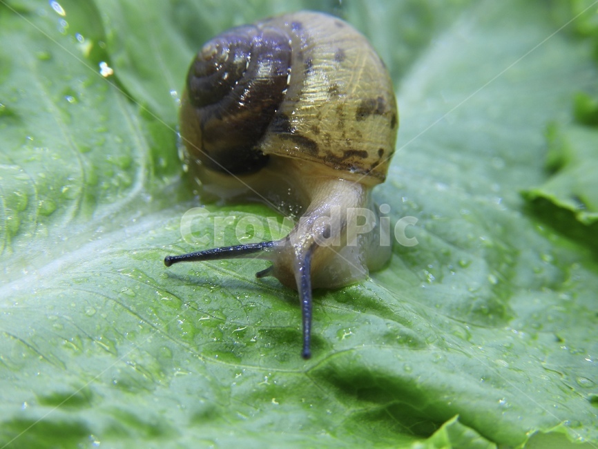 달팽이,상추,자연,snail,녹색
