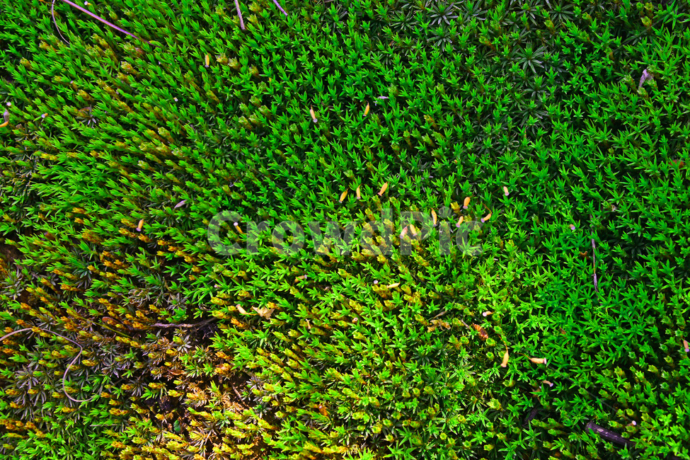 이끼,자연,생태,무공해,식물,moss,natural,green,선태식물,습지,청정,작은,식물,자연,plants,nature
