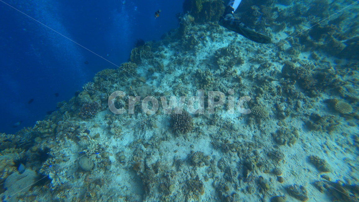 water,물,sea,바다,nature,자연,ocean,대양,해양생물,reef,암초,animal,동물,scubadiving,스쿠버다이빙,sport,스포츠,해양스포츠,sealife,coralreef,산호초,물고기,fish