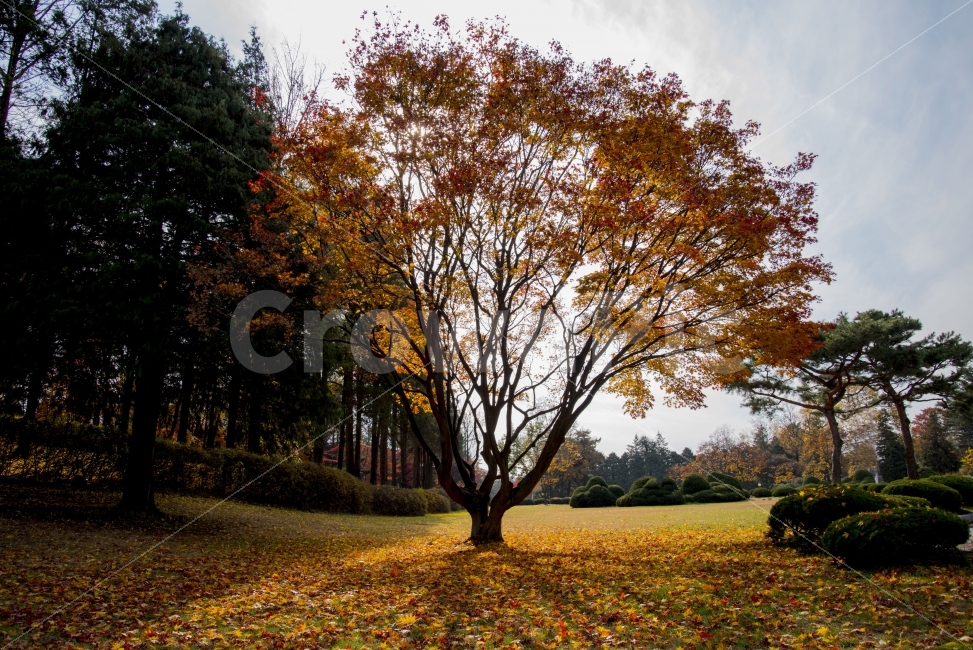 역광,나무,낙엽,햇살,빛내림,자연,가을,계절,fall,autumn,season,식물,자연,plants,nature,나무,trees,wood,tree,plant,tree trunk,나무 줄기