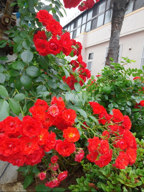 꽃,장미,장미꽃,빨강,빨간색,식물,flower,rose,red