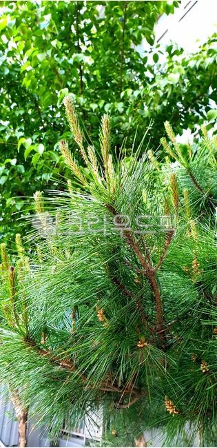 pine tree,pine fruit,tree leaves,tree,summer tree,pine needles,green tree