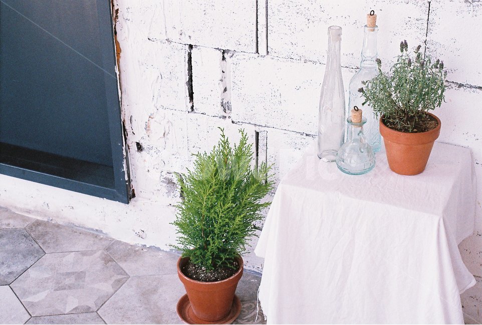 인테리어,소품,여름,장식,감성,필름,식물,자연,plants,nature,실내용화초,화분,화초,house plant,감성,sensible,feeling,인테리어,실내디자인,interior design
