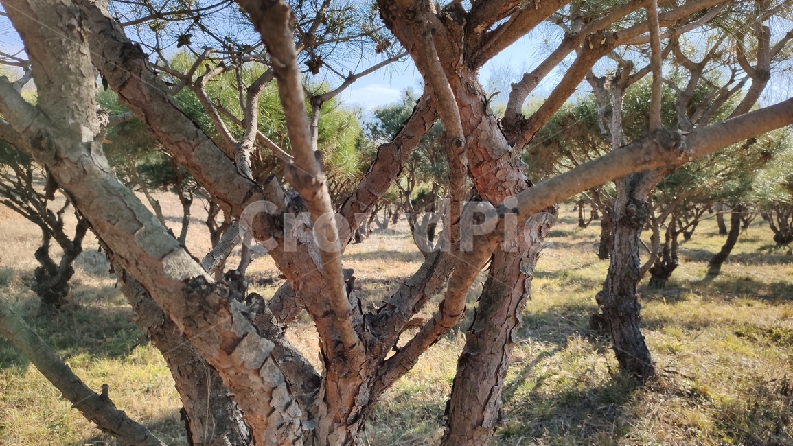 소나무가지,plnebranches,정원수,tree,나무,treetrunk,나무줄기,plant,식물,식물,자연,plants,nature,나무,trees,wood