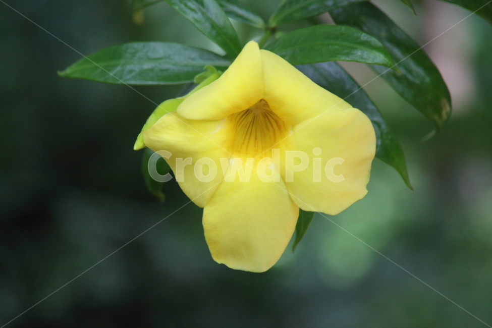 Allamanda,allamanda,yellow,religious plants,flower