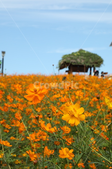 황화코스모스,꽃,들판,들꽃,들꽃마루,올림픽공원,가을,가을,계절,fall,autumn,season,식물,자연,plants,nature,꽃,flower,outdoors,옥외,building,건물