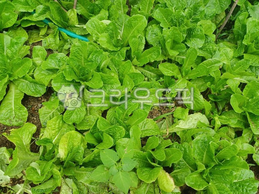 lettuce, 상추, vegetable, 채소, plant, 사진,이미지,일러스트,캘리그라피 - wopp2450작가