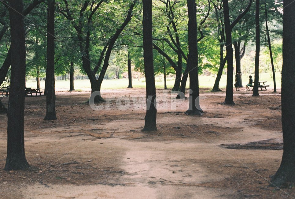 메사퀘타이어,나무,숲,휴식,자연,식물,자연,plants,nature,나무,trees,wood