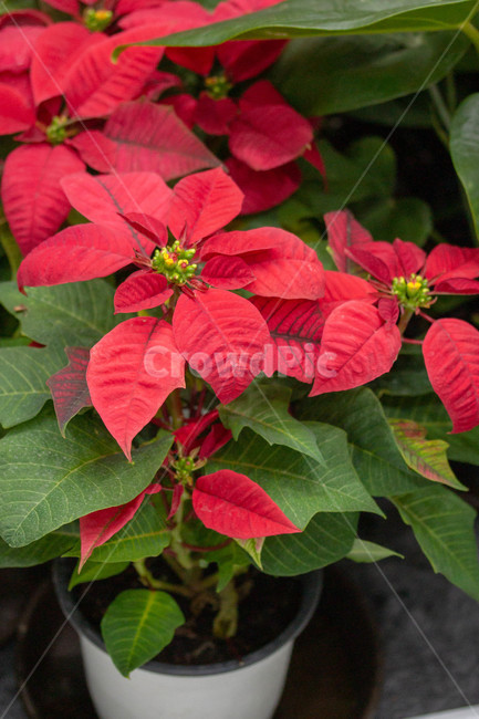 가을꽃,화단,계절,화분,leaf,잎,plant,식물,식물,자연,plants,nature,꽃,flower