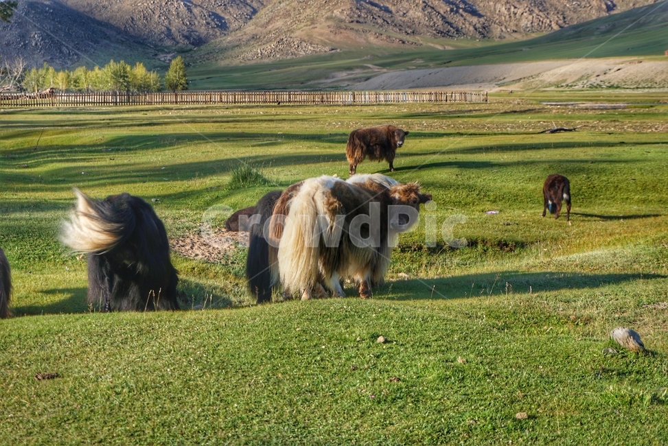 자연,nature,land,땅,몽골,mongolia,야크,yak,mammal,포유류,cattle,가축,동물,animal,포유류,mammal