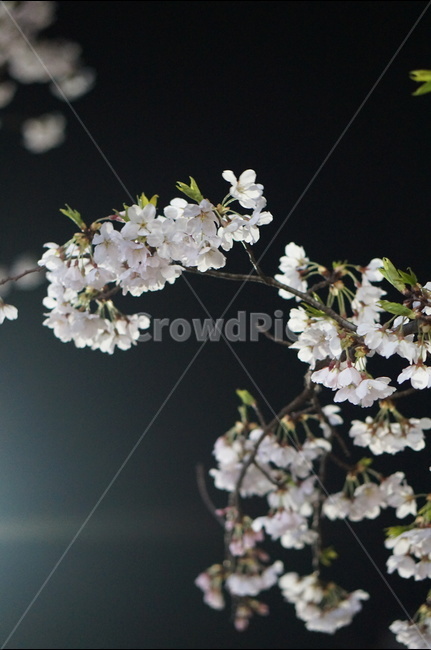 벗꽃,야경,가로등,흰색,빛,밤,봄,계절,spring,season,야경,밤,풍경,nightscape,night,landscape,식물,자연,plants,nature,꽃,flower,plant,blossom