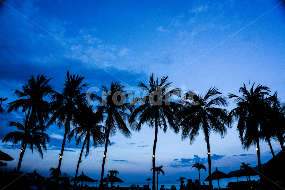 야자수,Trees,해변,나무,여행,해외,베트남,자연,풍경,nature,landscape,해외,외국,세계,foreign,oversea,world,세계자연풍경,해외자연풍경,외국자연풍경,world nature landscape,식물,plants,나무,trees,wood,실루엣,그림자,silhouette,shadow,여행,휴가,traveling,vacation,trip,summer,여름