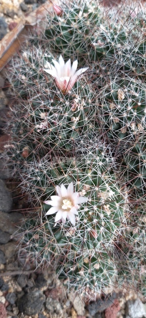 식물,자연,다욕이,화분,꽃,선인장