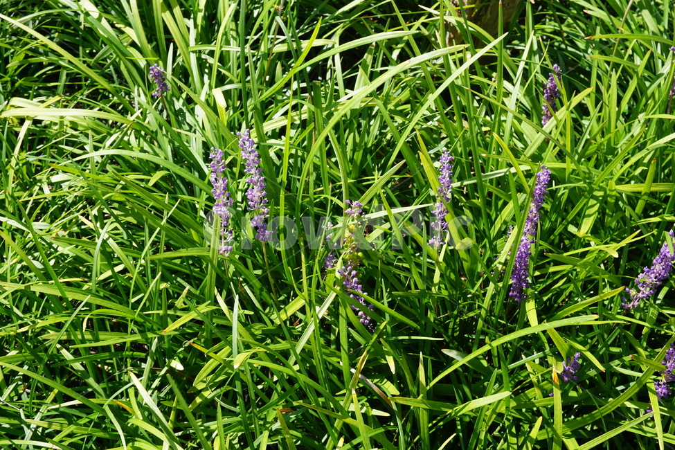 풀,보라색꽃,보라색,풀숲,자연,여름풀,여름자연,산,식물,자연,plants,nature,꽃,flower