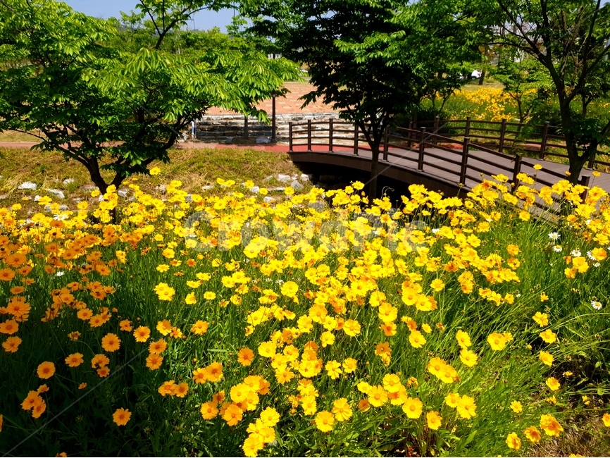 금계국,꽃,봄,노랑,풍경,자연,풍경,nature,landscape,한국자연풍경,한국자연경관,korea nature landscape,식물,plants,꽃,flower,outdoors,옥외,grassland,목초지,field,들