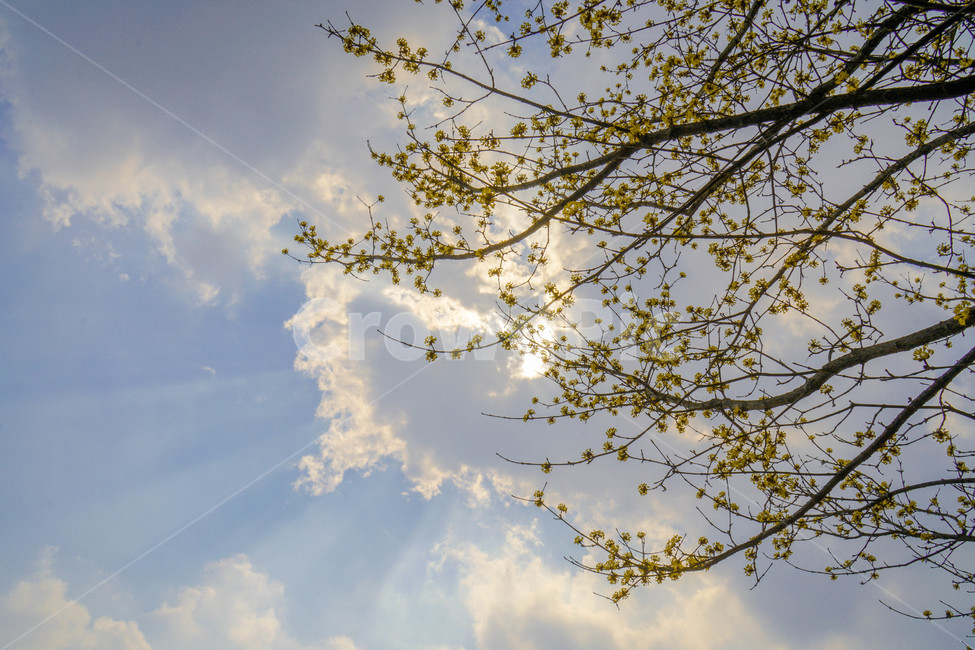 봄,산수유,노란꽃,꽃,하늘,나무,노란빛,노란색,봄꽃,봄,계절,spring,season,식물,자연,plants,nature,꽃,flower,tree,plant