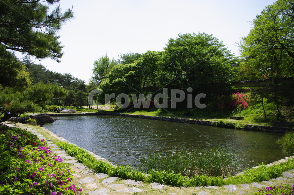 풍경,초록,나무,잎,자연,nature,숲,연못,신록,자연,풍경,nature,landscape,outdoors,옥외,water,물,path,통로