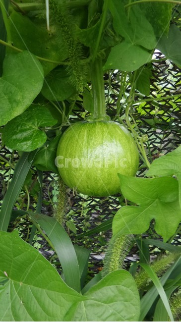 애호박,남과,pumpkin,박과,농산물,열매,식물,자연,plants,nature,과일,열매,fruit