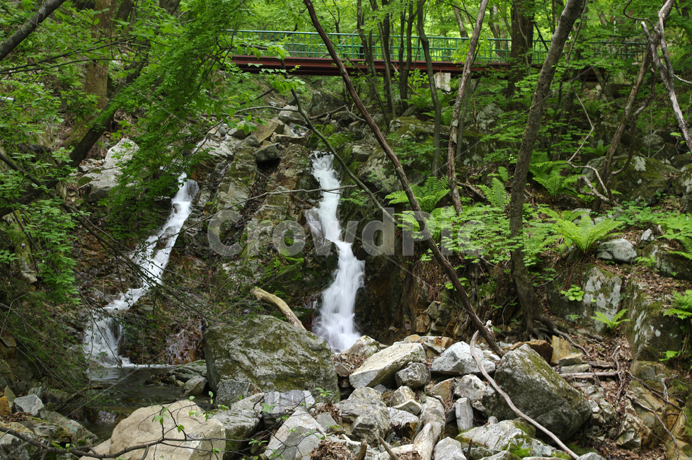 계곡,강,나무,숲,초록,자연,풍경,nature,landscape,water,물,outdoors,옥외,river