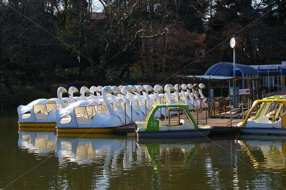 일본,도쿄,공원,풍경,야외,water,물,waterfront,워터프론트,오리배,오리보트