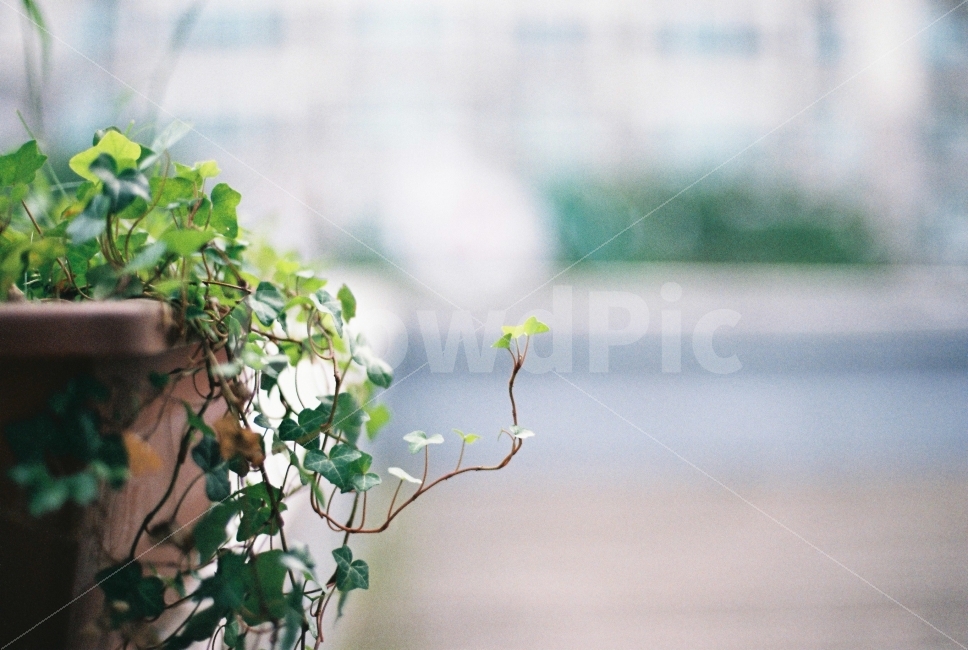 식물,화분,자연,스냅,감성,필름,필름카메라,Nikon,Fm2,식물,자연,plants,nature,감성,sensible,feeling