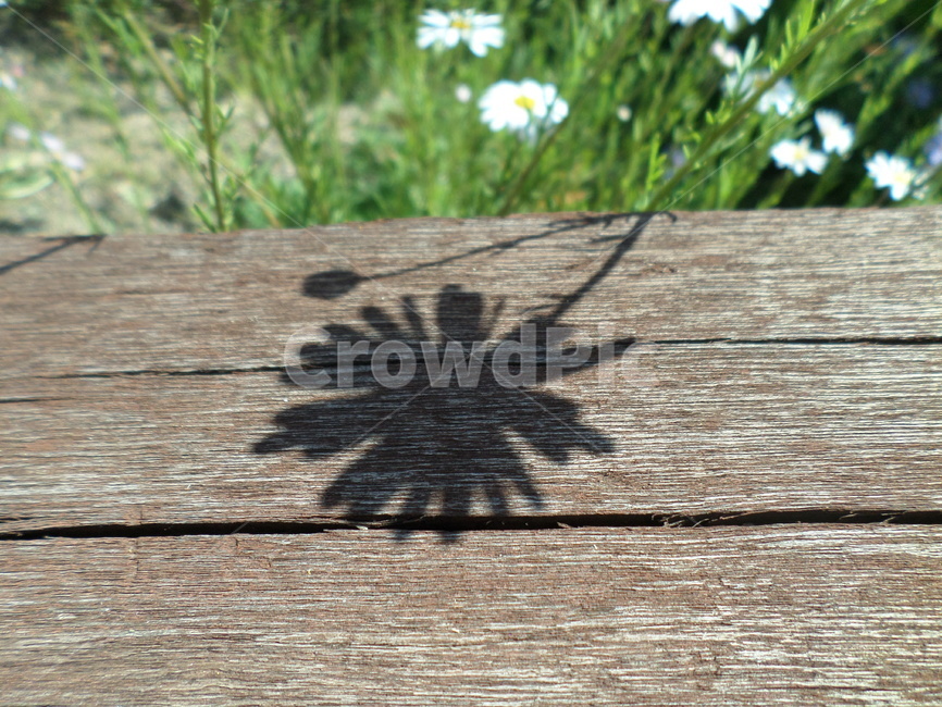 꽃,그림자,잎,flowers,shadows,trees,leaves,wood,나무