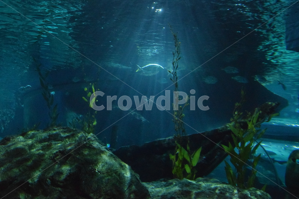 수족관,아쿠아리움,물,수조,상어,빛,water,물의,aquatic,동물,animal,어류,물고기,fish