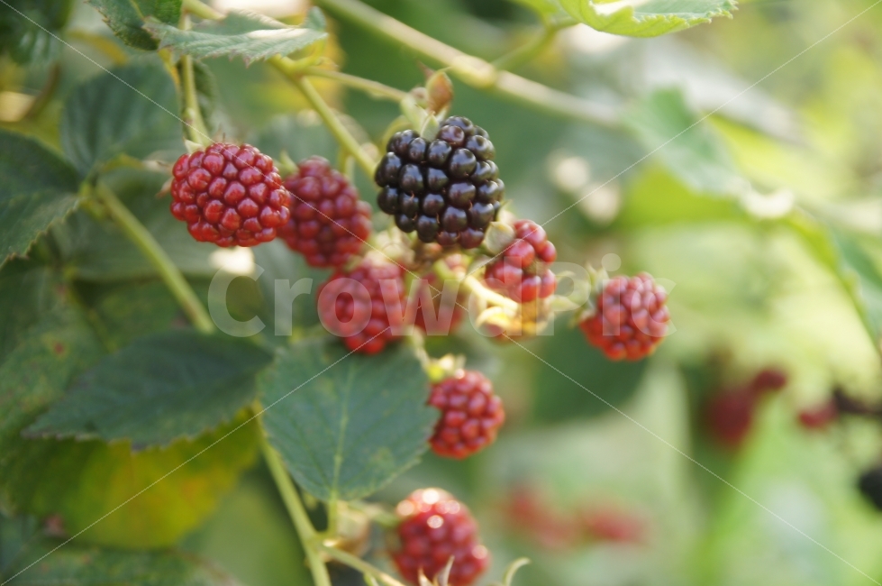 과일,복분자,자연,휴식,여유,가을,음식,식재료,요리,food,cook,meal,dishes,food reserves,과일,열매,fruit