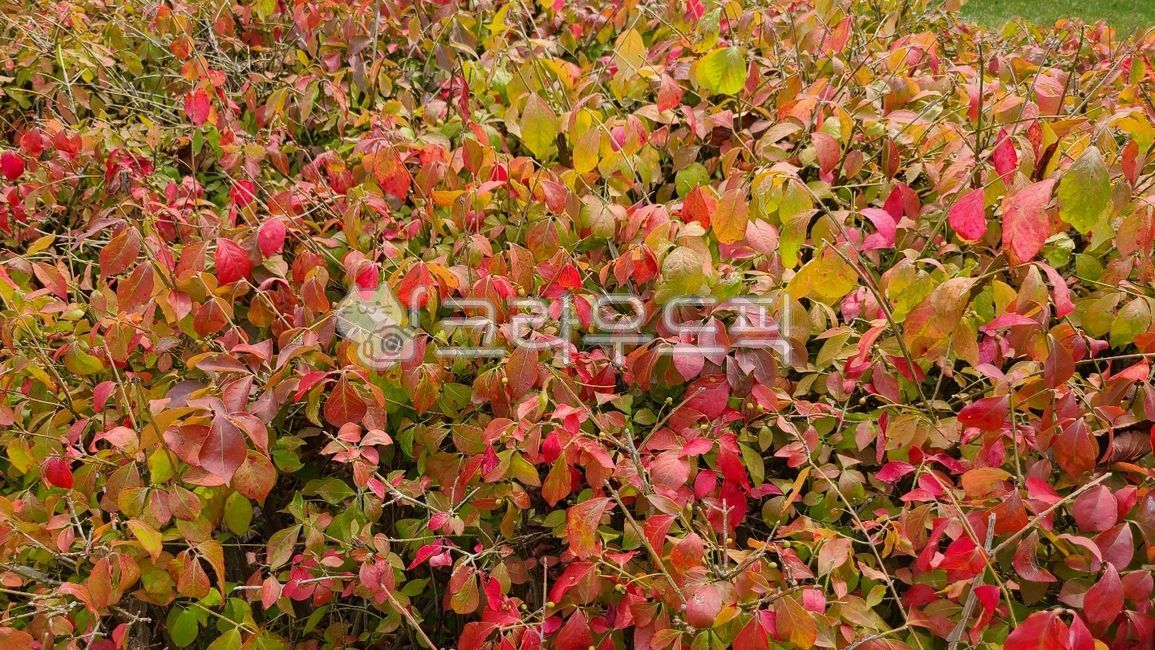 화살나무,arrowtree,참빗나무,oaktree,회잎나무,ashtree,홑잎나무,singleleaftree,귀전우,comrade