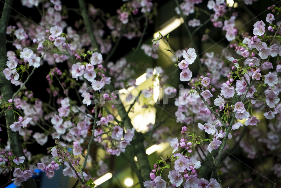 벚꽃,사쿠라,벚나무,cherryblossom,sakura,봄,계절,spring,season,야경,밤,풍경,nightscape,night,landscape,식물,자연,plants,nature,꽃,flower,plant,blossom,cherry blossom