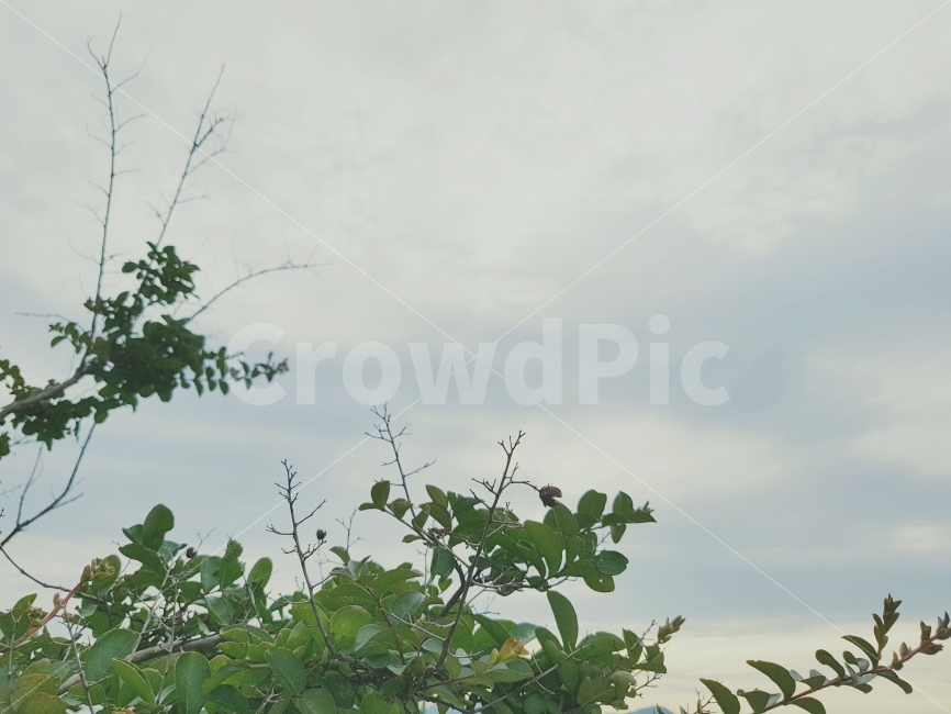 고요,일상,새벽,하늘,나무,나뭇가지,옥상,노을,색감,자연,풍경,평화,silence,Daily,dawn,sky,tree,bough,rooftop,sunset,color,nature,landscape,peace,view,식물,자연,plants,nature