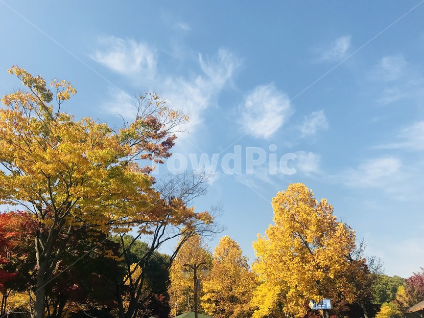 노랑,단풍,하늘,맑은하늘,fall,가을,계절,fall,autumn,season,자연,풍경,nature,landscape,tree,나무,plant,식물