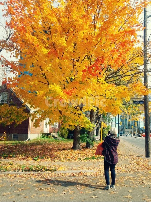 여행,힐링,은행나무,사람,뒷모습,노랑,노란색,가을,은행잎,은행