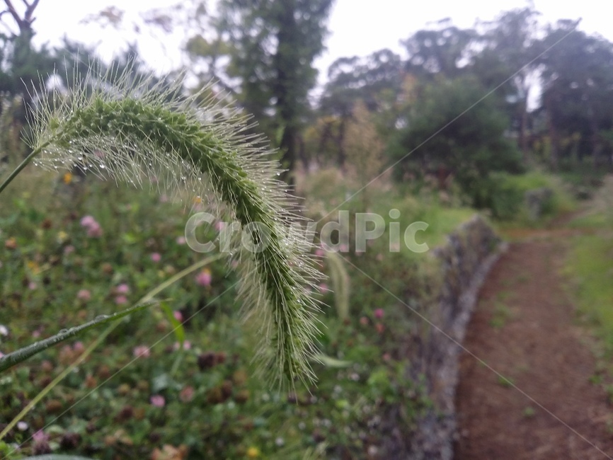 강아지풀,nature,자연,plant,식물,가을,식물,자연,plants,nature