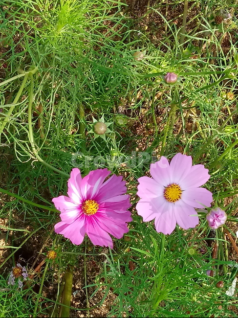 코스모스,꽃,plant,flower,commoncosmos,길국화,꽃잎,가을꽃,식물,자연,plants,nature,꽃,flower