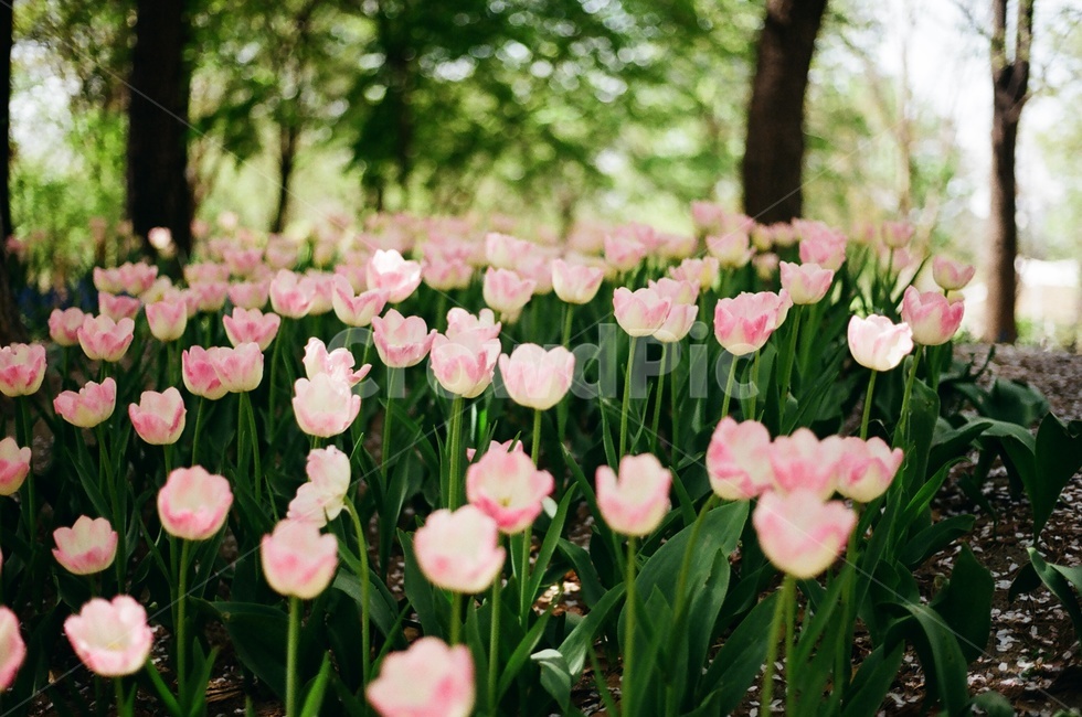 튤립,봄,아날로그,필름사진,서울숲,spring,tulip
